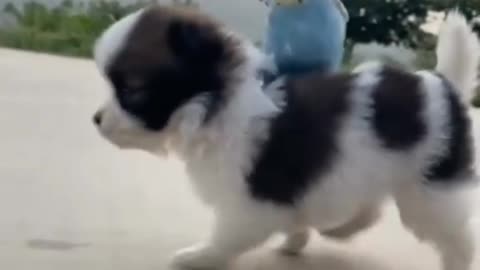Cute Dog and Parrot playing the game.