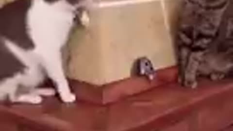 World famous funny cat video