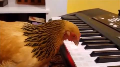 chicken musician
