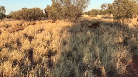 Morning Walk With Kangaroos