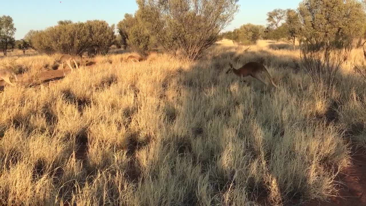 Morning Walk With Kangaroos