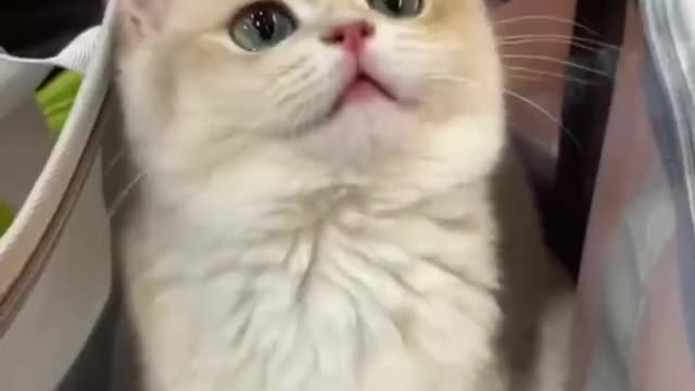 Do you like this cute little guy