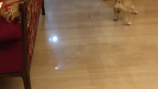 Small tan dog with blue collar chases red laser light on floor