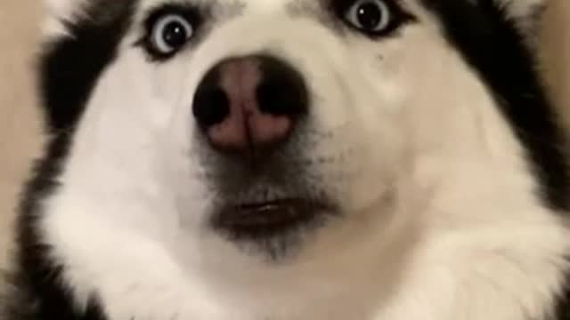 Watch This Siberian Husky EXPLODE.