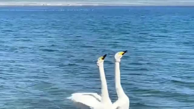 Two white swans