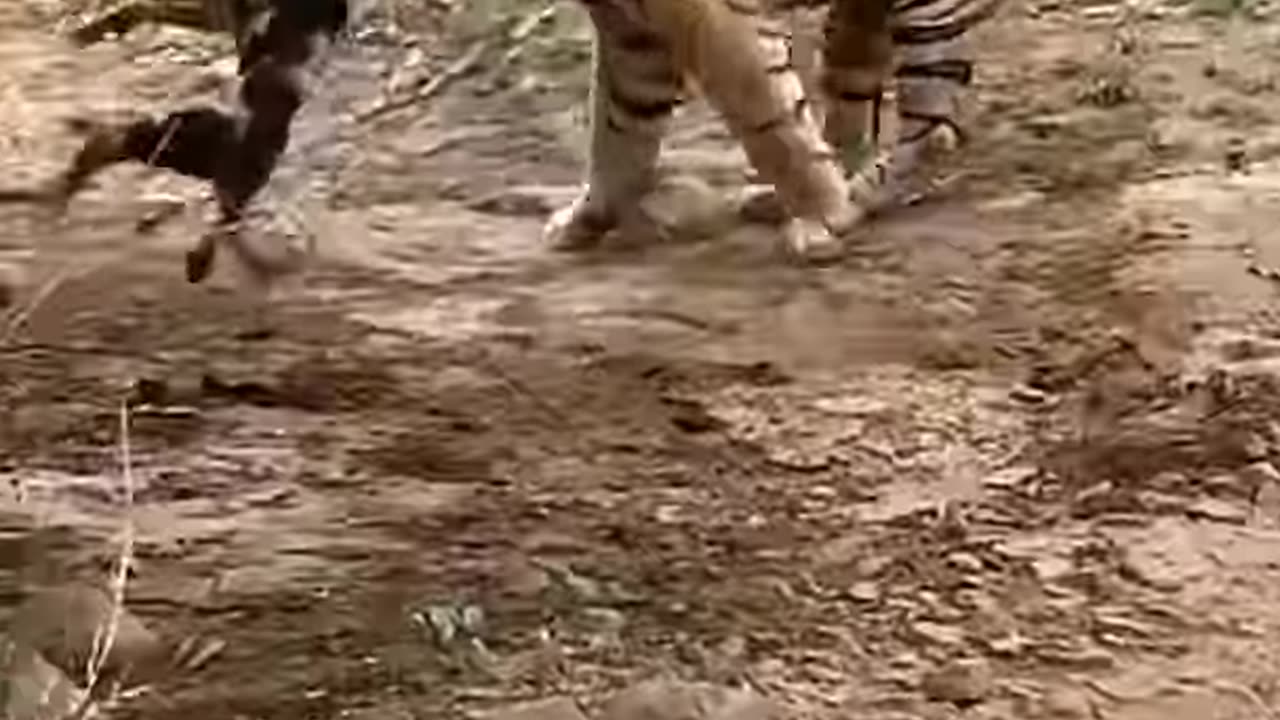 Tiger killed a dog