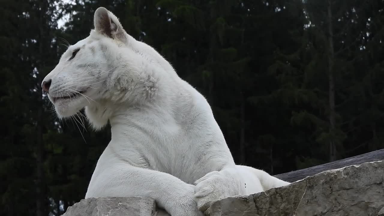 Beautiful tiger white tiger