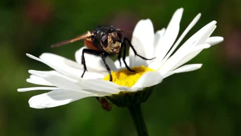 Fly on a daisy