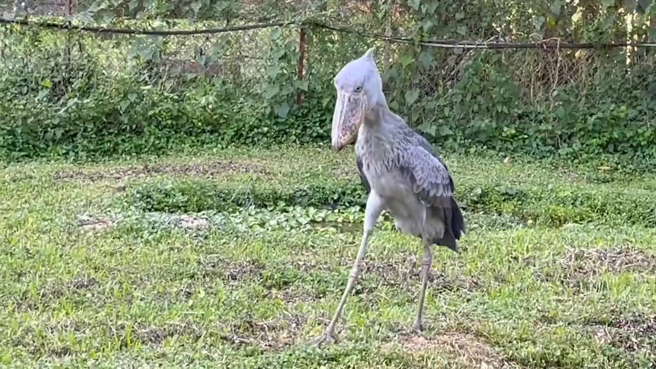 what is the name of this bird?