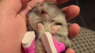 Hamster con sueño modela unos adorables zapatos rosa