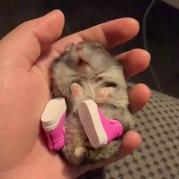 Hamster con sueño modela unos adorables zapatos rosa