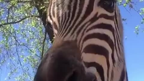 3 Minutes Of The Cutest Animals In The Whole World