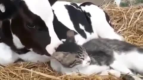 calf loves cats