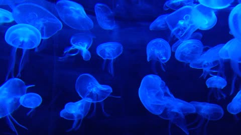 Bright jellyfish