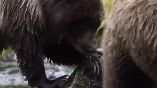 Must📺Watch New🦓Animals🐘Life #shorts 🧜♀Amazing🐒Animals Video 2022 By Rohit Tirkey Masti 2M