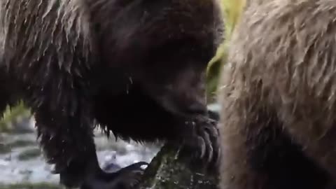 Must📺Watch New🦓Animals🐘Life #shorts 🧜‍♀Amazing🐒Animals Video 2022 By Rohit Tirkey Masti 2M