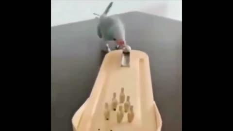 parrot playing bowling