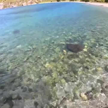 #CavyFishing #reels #shorts #fyp #fish #fisher #fishing #fishingsecretsnw