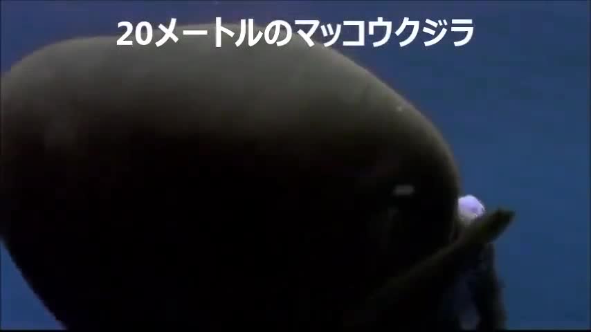 You can see that the giant sperm whale of 20 meters is also afraid