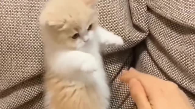 Such a lovely cat, I like cats very much, let me show you the gentle little cat