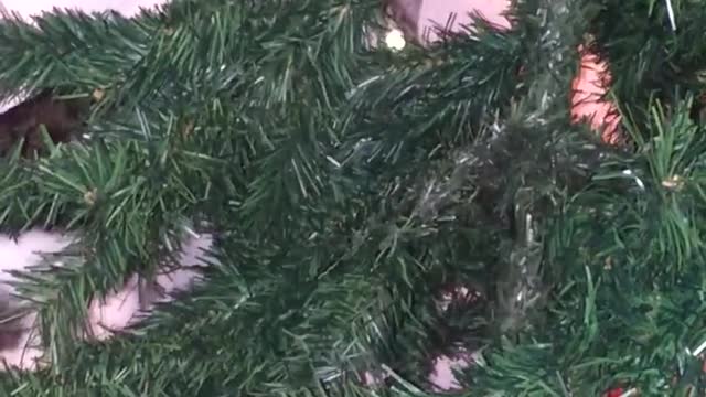 Cat destroyin Xmas tree