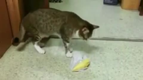 Amazing Funny cats