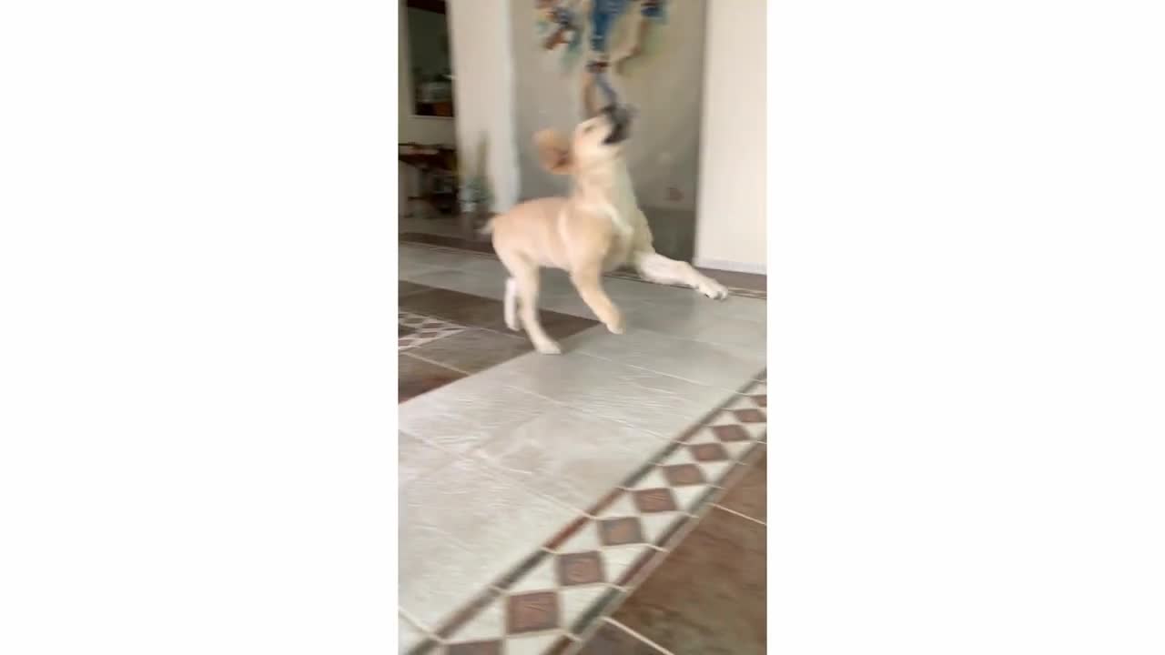 .Puppy playing with a paper