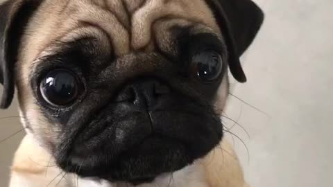 Hungry pug