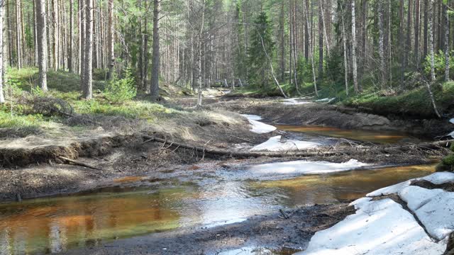 Relaxing video with sounds of birds in the spring from rural Finland