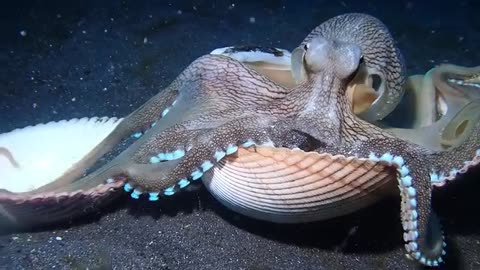 Coconut Octopus