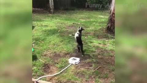 Cute and Funny Animals Episode 5