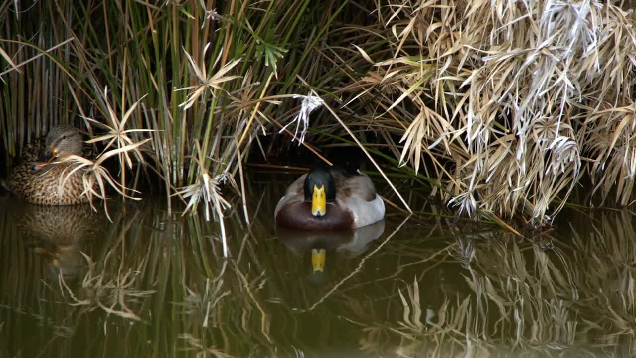 Ducks Near Reeds In Lake