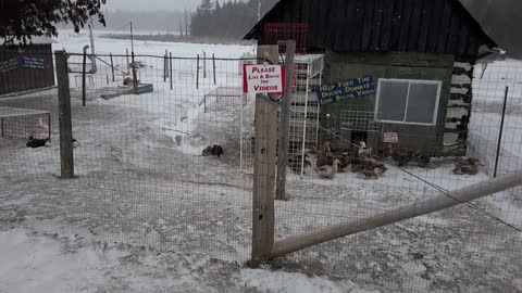 612 Eggs To The Food Bank #118 Ducks & Winter 2016-17