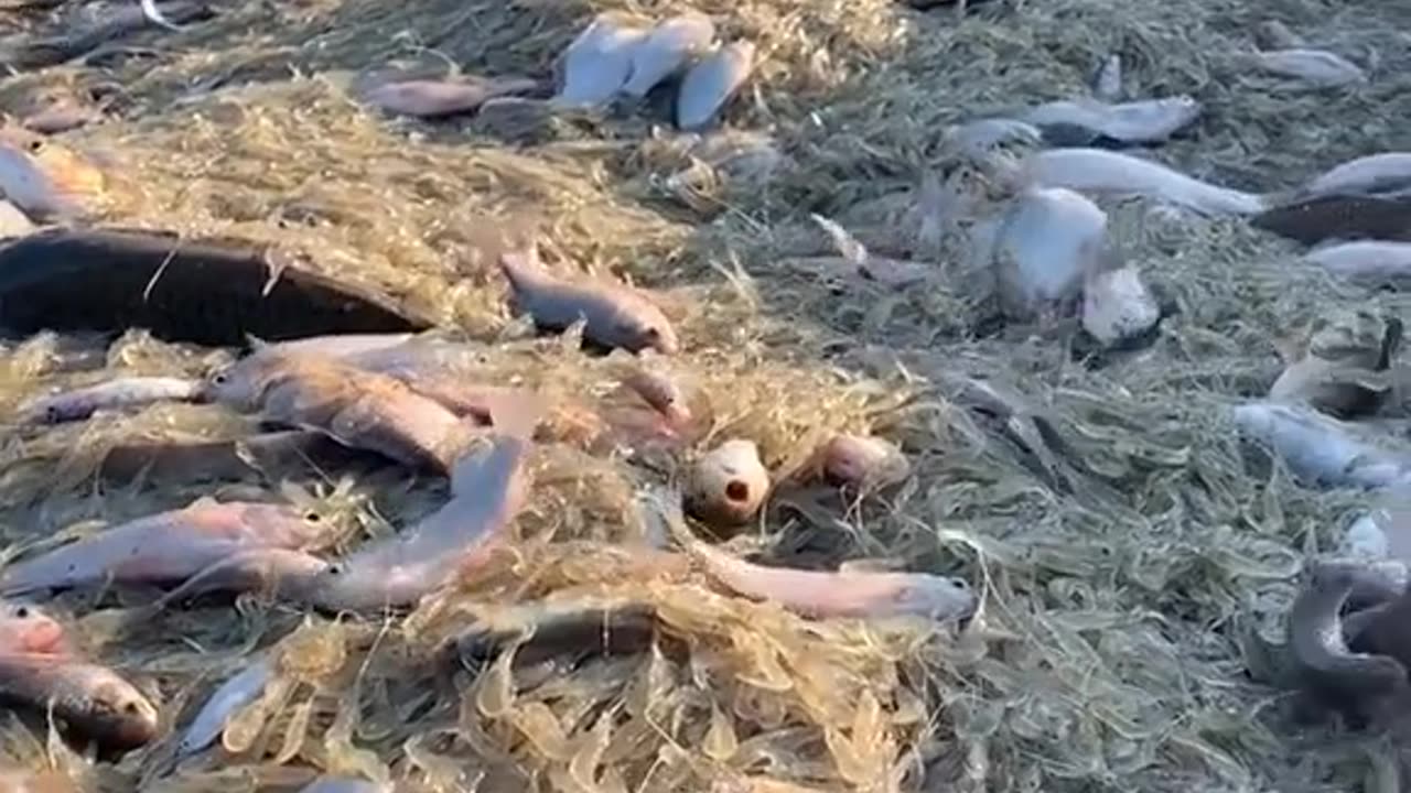 Fish amazing video