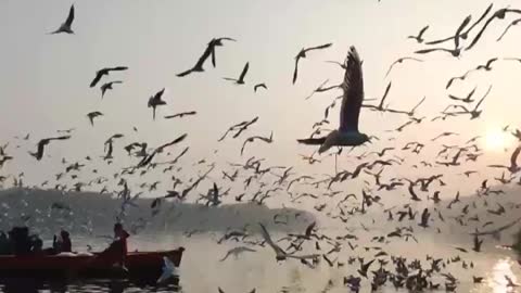 Beautiful Birds Flying Video