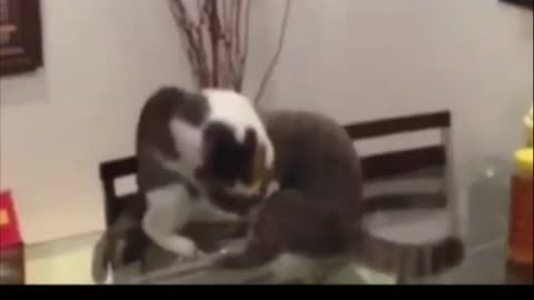 Funniest cats video