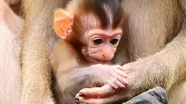 Libby mom feeling jealous when this young monkey kissing her adore baby Rainbow in front of her