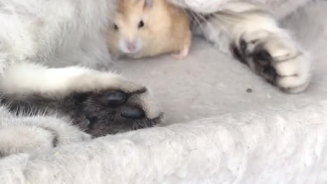 A kitten is playing with a hamster