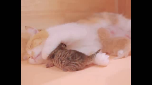 Newborn Kittens Sleeping in Mom's Arms