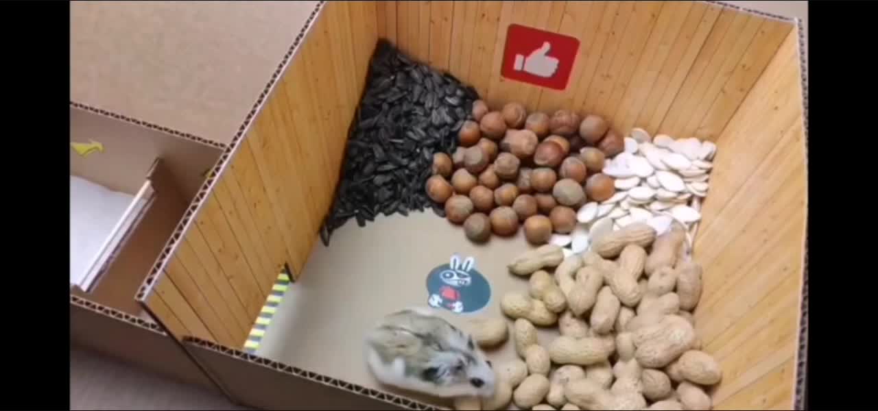 Hamster Adventure