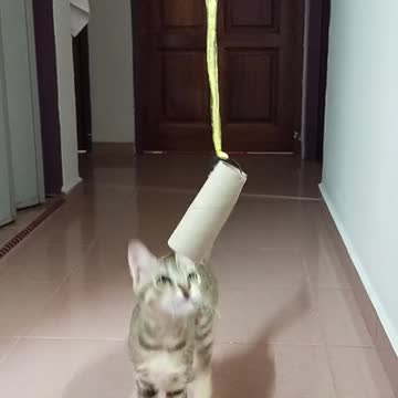 cat target to play little cat playing