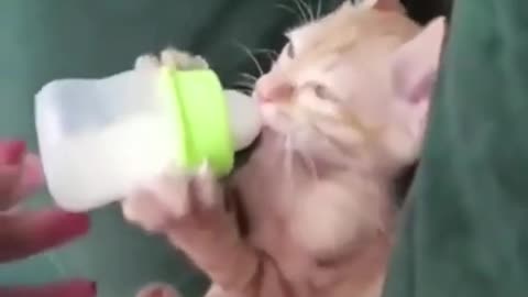 Kitten drinking milk cutest