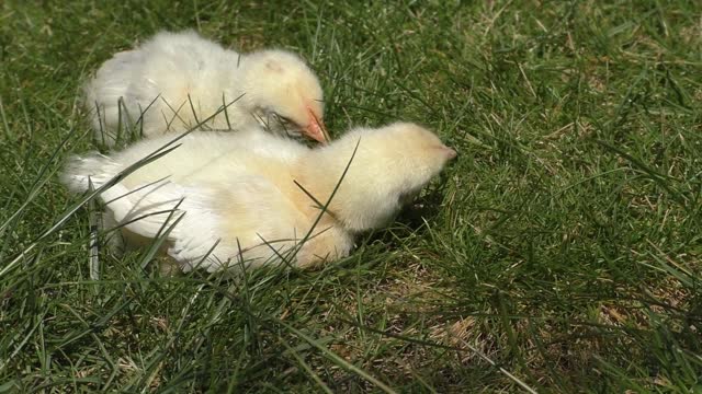 Watch hen chicks with great music