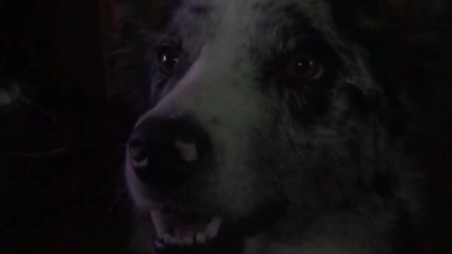 Black white spotted dog howls while owner laughs