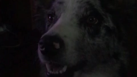 Black white spotted dog howls while owner laughs