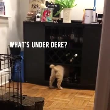 Nova, the fluffy wine connoisseur, at your service.