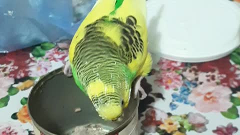 Cheerful parrot.