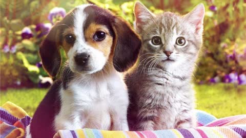 Cutest Cats and Dogs Together Photos Compilation Videos