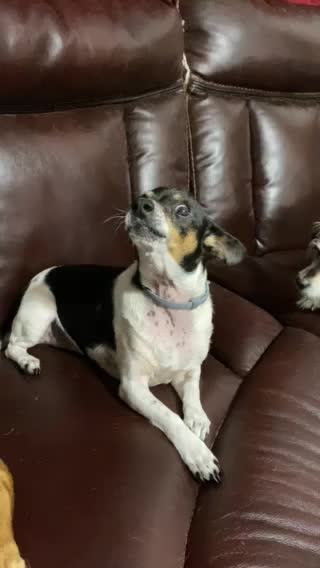 A little talk with Chester