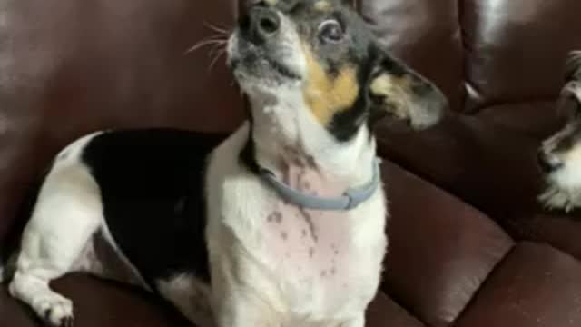 A little talk with Chester